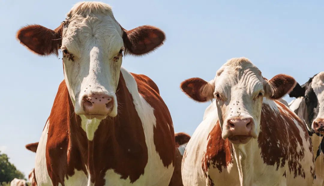 Descubra o gado Ayrshire, a tradicional raça leiteira da Escócia