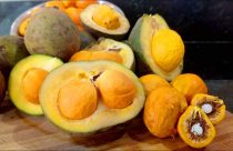 Pequi: o precioso ouro do Cerrado que você precisa conhecer