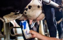 Selantes para mastite melhoram saúde mamária das vacas e qualidade do leite, diz veterinário 
