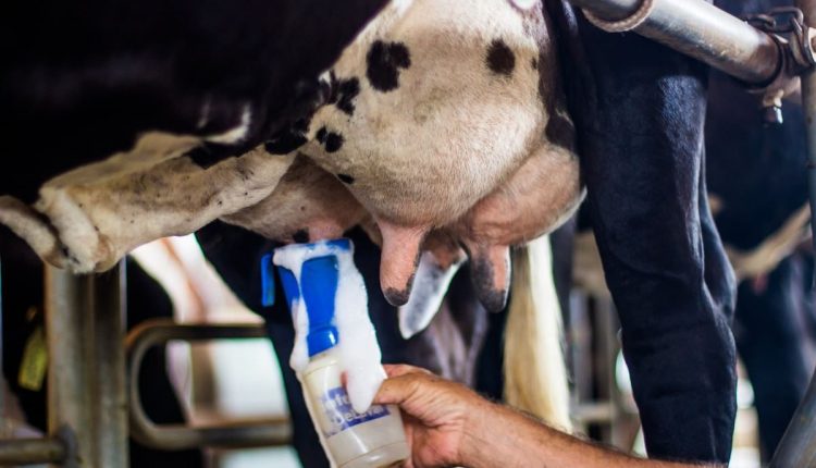 Selantes para mastite melhoram saúde mamária das vacas e qualidade do leite, diz veterinário 