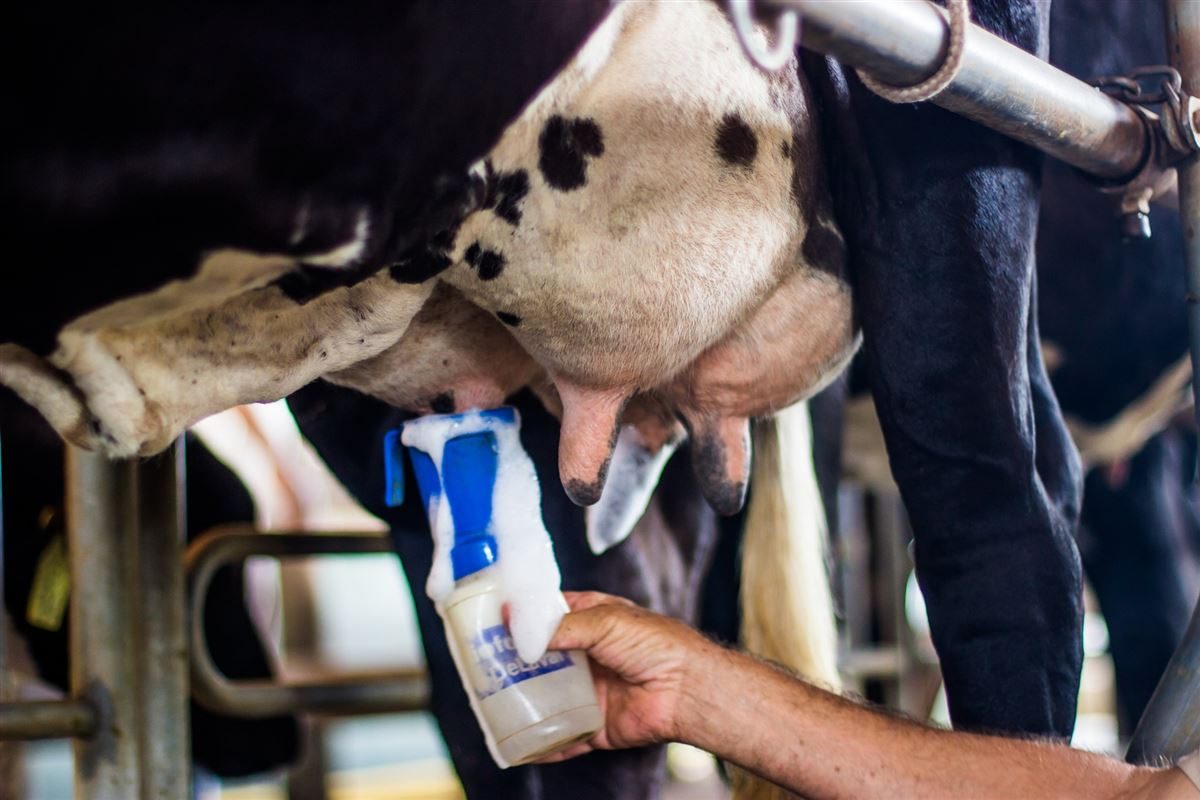 Selantes para mastite melhoram saúde mamária das vacas e qualidade do leite, diz veterinário 