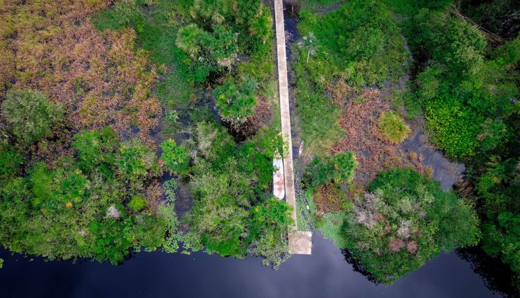 Quatro tendências do mercado de créditos de carbono em 2025