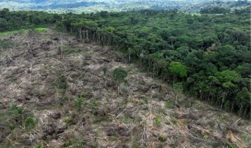 Caio Penido faz Parceria com Startup para Reflorestar Terras na Amazônia