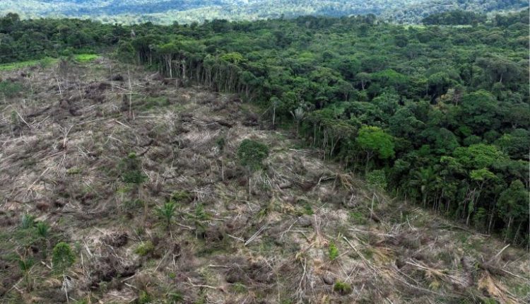 Caio Penido faz Parceria com Startup para Reflorestar Terras na Amazônia