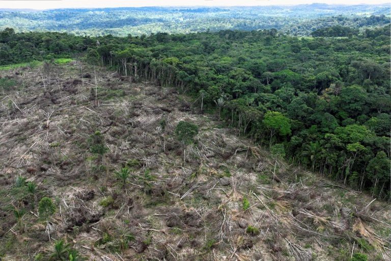 Caio Penido faz Parceria com Startup para Reflorestar Terras na Amazônia