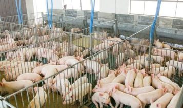 Portaria padroniza controle ambiental na suinocultura