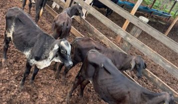 Gado avaliado em R$ 25 mil é recuperado após ser roubado de propriedade rural