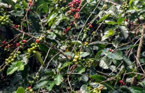 Conab estima produção de 51,8 milhões de sacas de café este ano