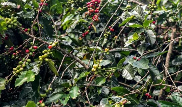 Conab estima produção de 51,8 milhões de sacas de café este ano