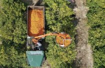 Baixa qualidade da laranja limita compras da indústria