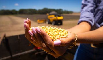 mao feminina - mulher com graos de soja na mao - colheita de soja - fotao