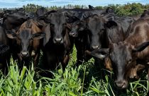 pasto rapado ou pasto passado - problemas pecuaria de corte