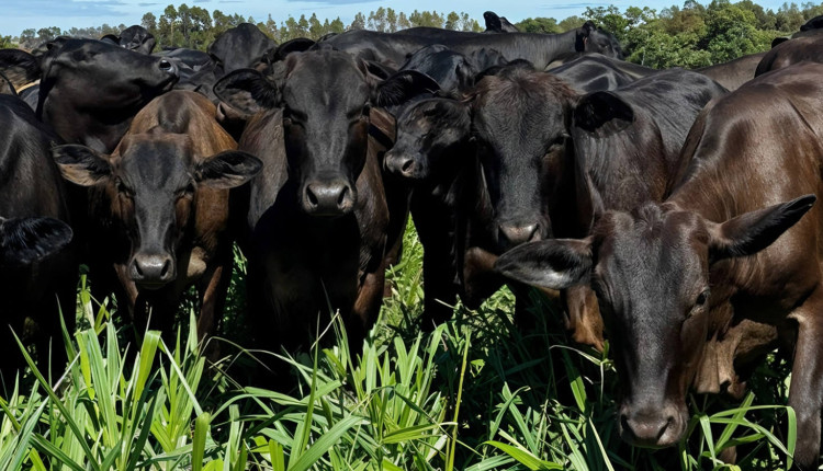 pasto rapado ou pasto passado - problemas pecuaria de corte