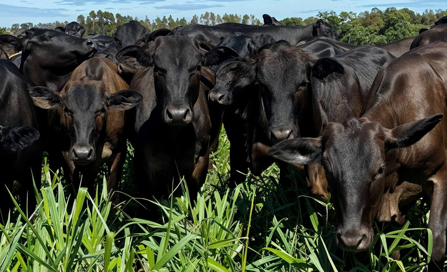 pasto rapado ou pasto passado - problemas pecuaria de corte