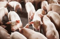 Suínos não engordam, adoecem e se reproduzem mal? Pode ser falta de minerais