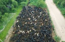 raca Brangus cruza Pantanal