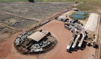 Penhor agrícola ameaça sustento de mais de 10 mil bovinos do confinamento Ramax