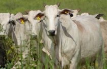 rastreabilidade de rebanhos