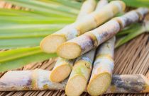 saude-cana-de-acucar-20180717-003 (1)