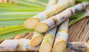 saude-cana-de-acucar-20180717-003 (1)