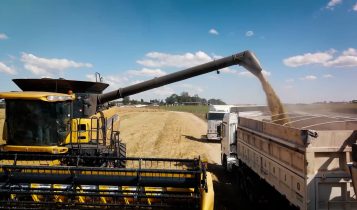 Princesa: cultivar promete nova era da cevada na Castrolanda