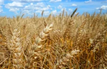 Calor prejudica lavoura de café, soja e arroz, diz especialista