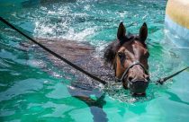 Sete dicas essenciais para exercitar um cavalo e garantir sua saúde e bem-estar