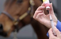 Raiva equina: sinais, riscos e a melhor forma de prevenção