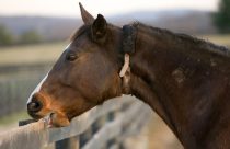 estresse em cavalo