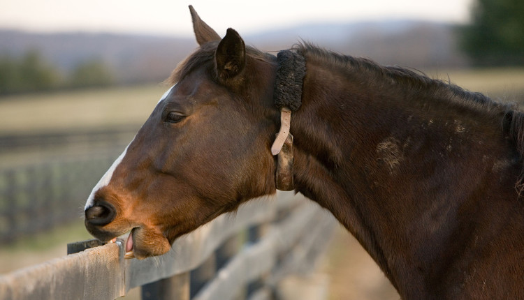 estresse em cavalo