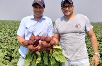 Beterraba híbrida se consolida no mercado nacional pela capacidade de armazenamento e coloração escura