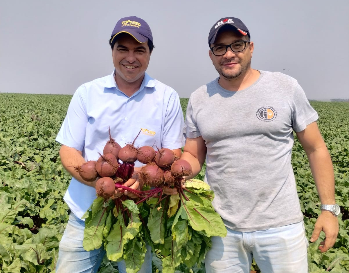 Beterraba híbrida se consolida no mercado nacional pela capacidade de armazenamento e coloração escura