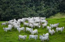 Bovinocultura - vacas nelore com bezerro ao pe com reserva ambiental ao fundo - fotao