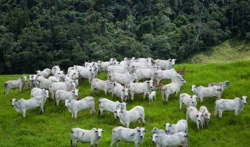 Bovinocultura - vacas nelore com bezerro ao pe com reserva ambiental ao fundo - fotao