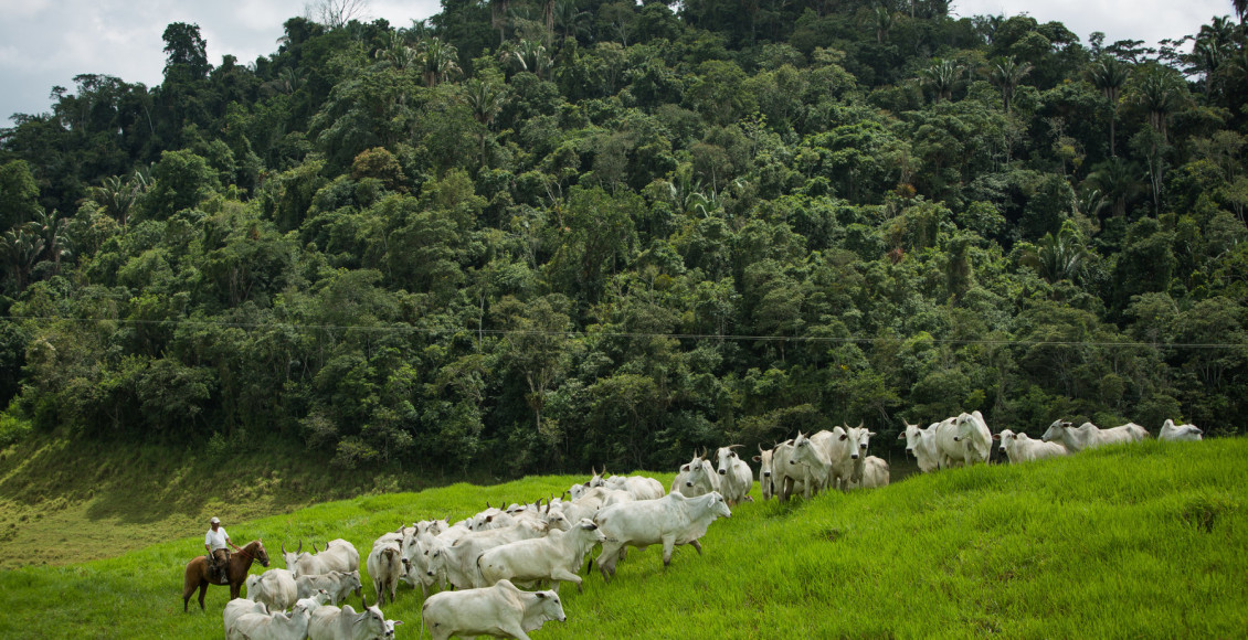 Bovinocultura - vacas nelore com bezerro ao pe com reserva ambiental ao fundo - fotao