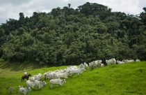 Bovinocultura - vacas nelore com bezerro ao pe com reserva ambiental ao fundo - fotao