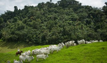 Bovinocultura - vacas nelore com bezerro ao pe com reserva ambiental ao fundo - fotao
