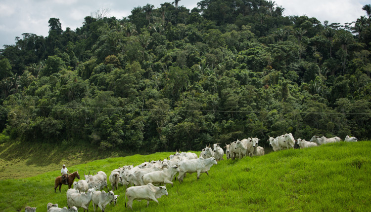 Bovinocultura - vacas nelore com bezerro ao pe com reserva ambiental ao fundo - fotao