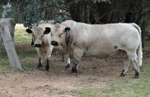 British White: a raça que conquista a pecuária mundial com carne premium e docilidade