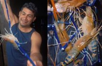 Camarão azul gigante no Pará assusta pescadores e bota medo até em peixes; entenda