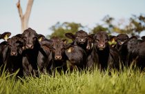 Angus de alta performance: entenda como o Beef Value multiplica os ganhos por carcaça