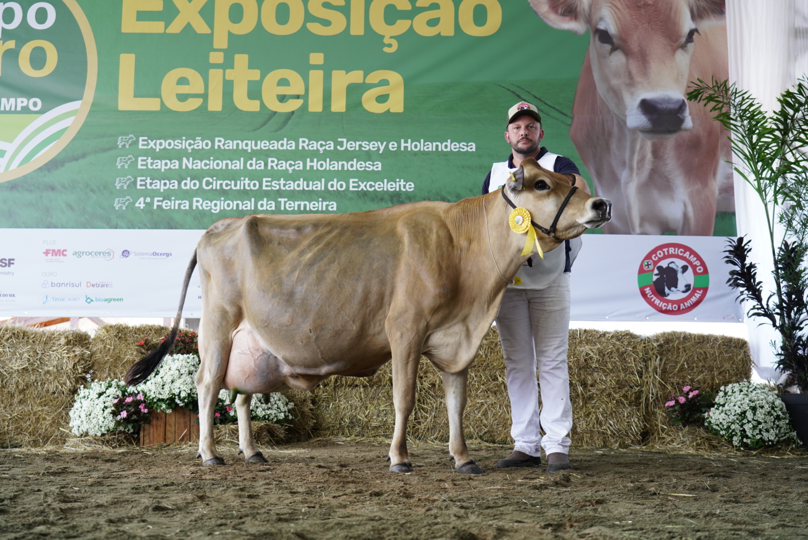 Vaca Jersey bate recorde Sul-Americano ao produzir 71,61 Kg de leite em 24h