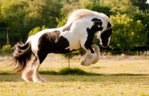 Conheça o ‘cavalo dos ciganos’, a raça Irish Cob é encantadora e versátil