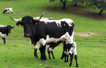 Conheça algumas raças bovinas mais raras e exóticas do mundo
