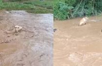 Tragédia: Temporal rompe barragem e arrasta rebanho em fazenda; vídeo
