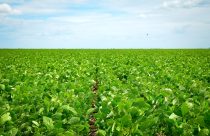 Com uso de biotecnologia, produtor alcança 100 sacas de soja por hectare
