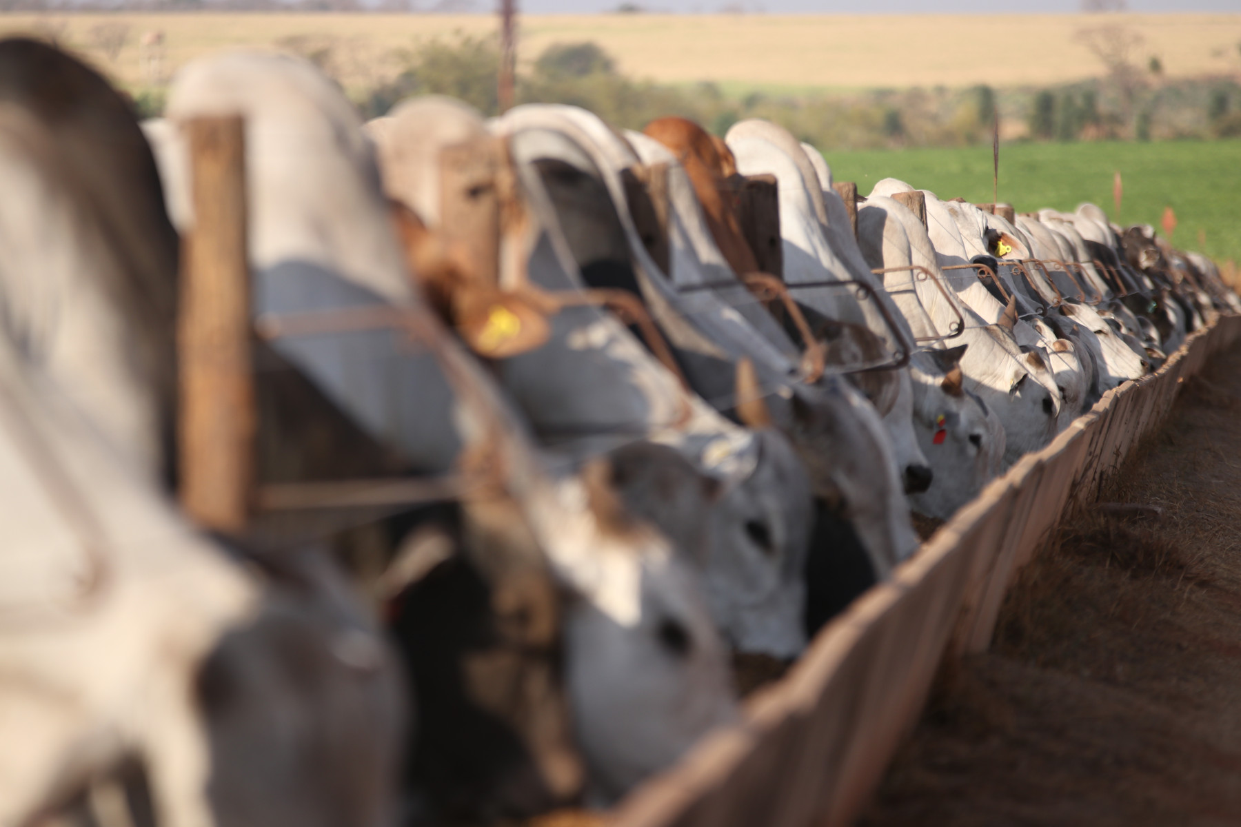 MFG Agropecuária dá o primeiro passo para obter certificação internacional de bem-estar animal