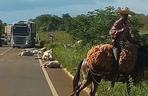 Caminhão sem freio atropela boiada em rodovia e mata animais