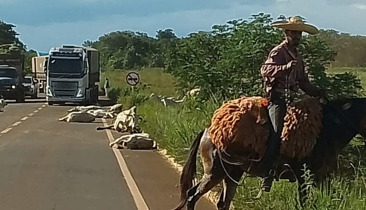 Caminhão sem freio atropela boiada em rodovia e mata animais