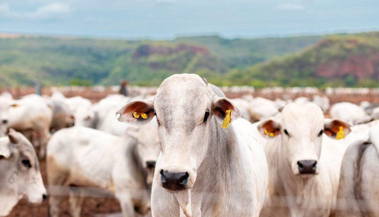 QIMA expande presença no agronegócio brasileiro com aquisição da Recaldes Rastreabilidade